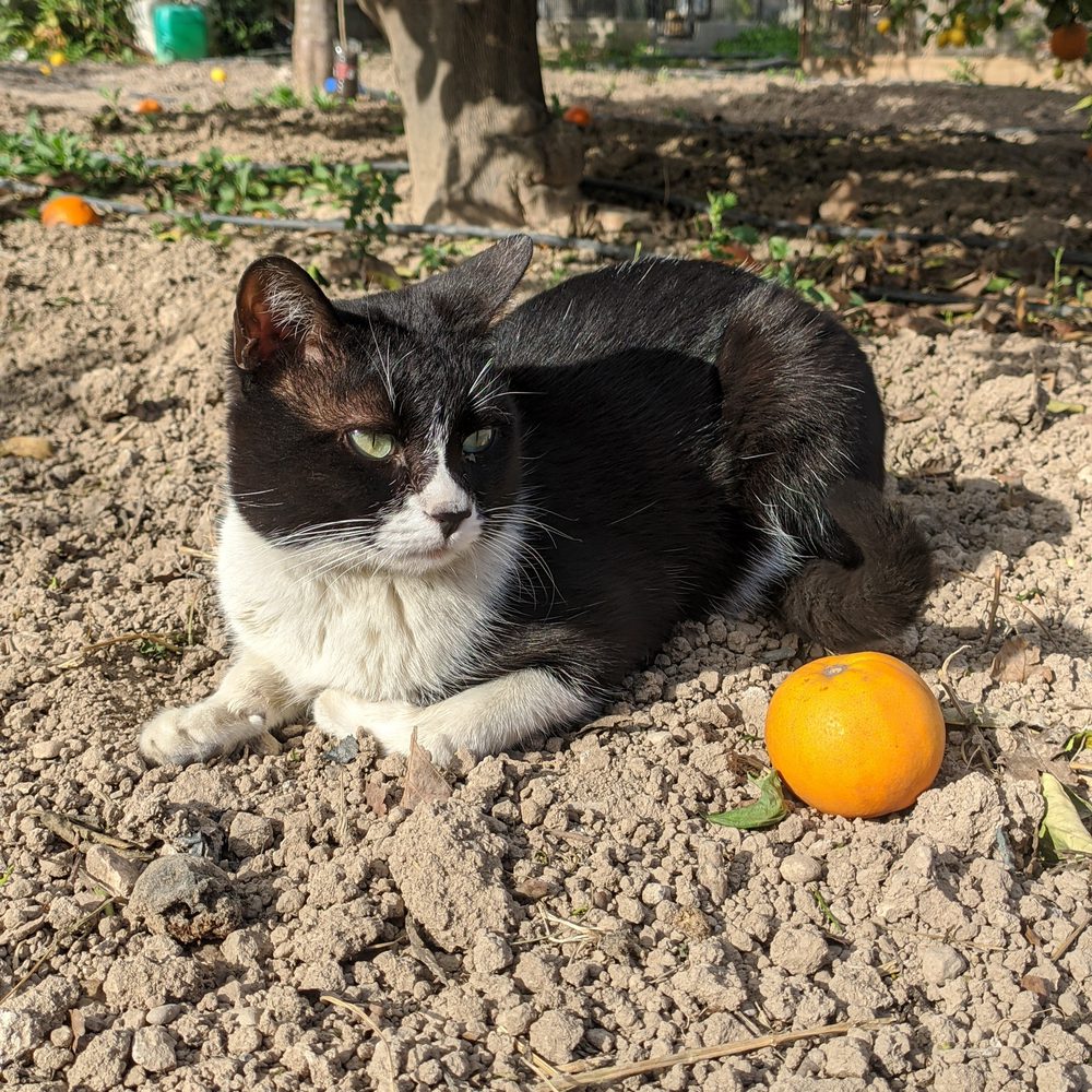 Gato
