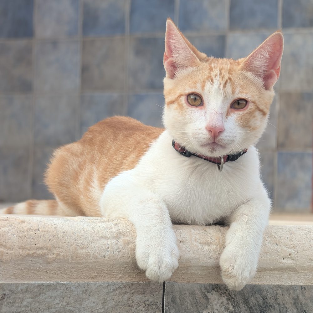Gato 2