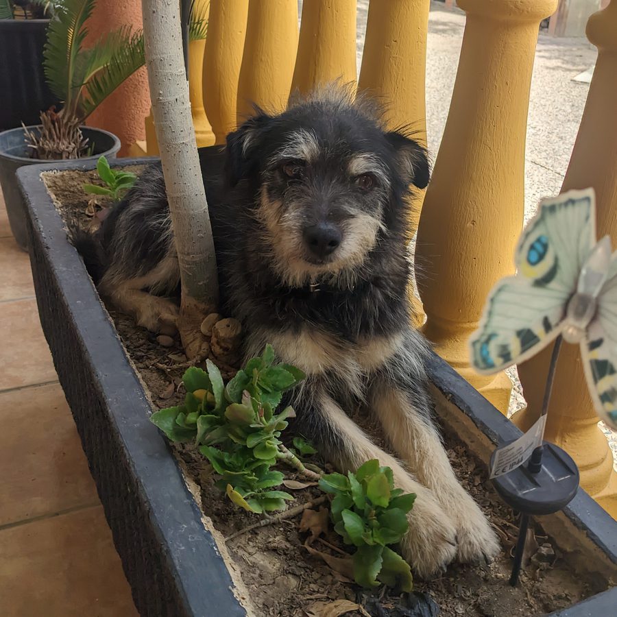 Perro